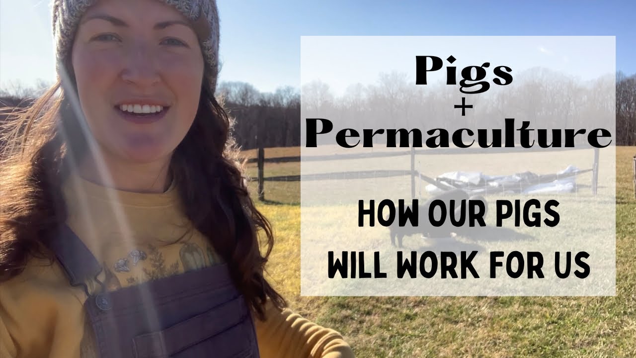 Pigs + Permaculture | How Our Pigs Will Work For Us