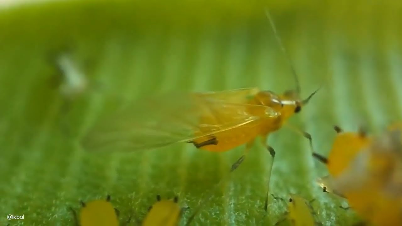Oleander aphids