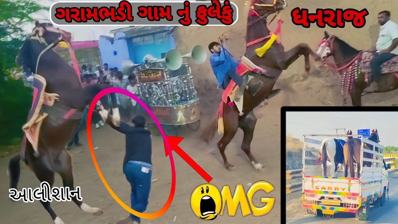 ગરામભડી ગામ નું ફૂલેકું|Aalishan|Fuleku|Kathiyawadi Horse Fuleku|Horse Vlog|Horse Life|Horse Video|
