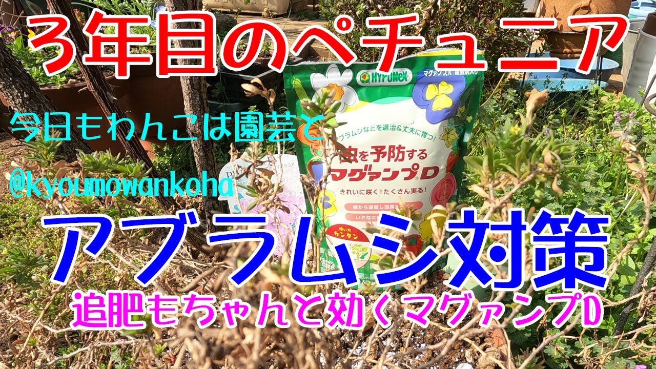 ３年目のペチュニアとアブラムシ対策マヴァンプD・今日もわんこは園芸と