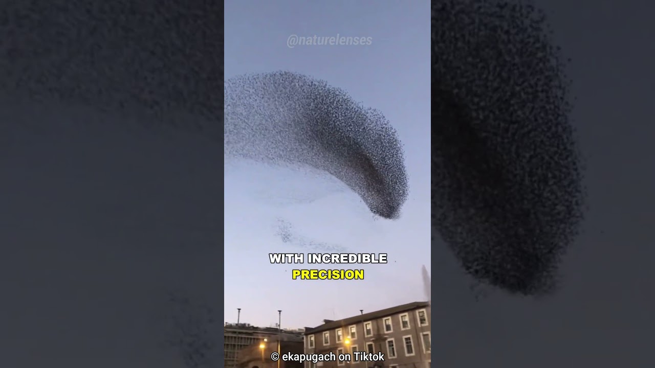 Why Thousands Of Birds Swarm In Sync