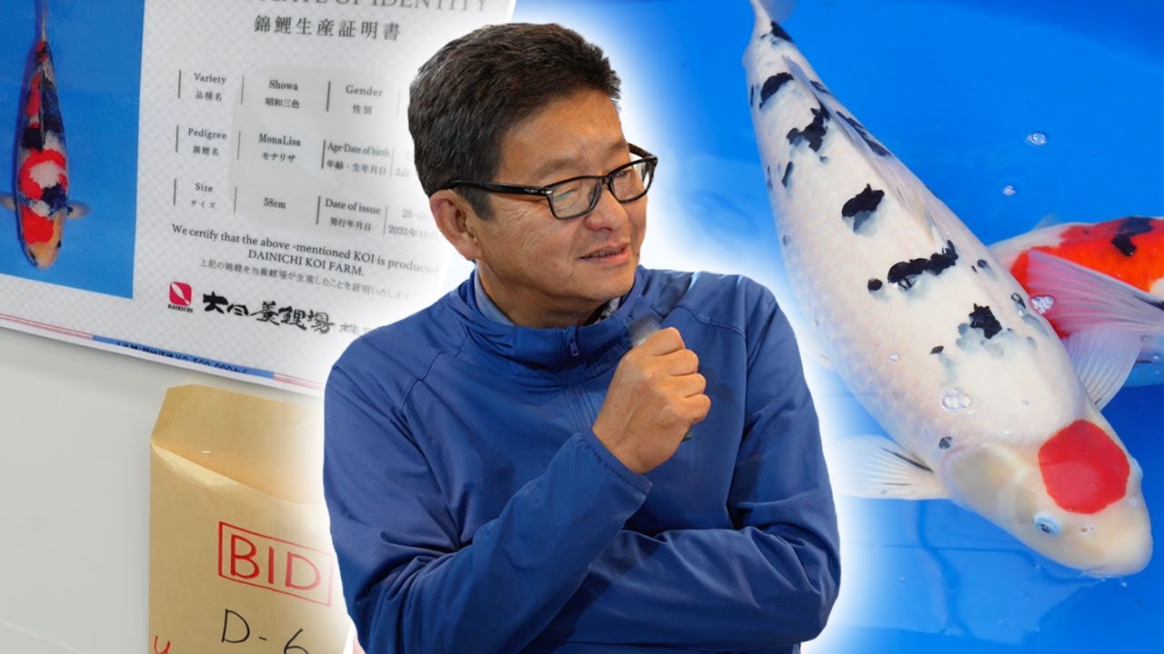 Buying Koi in Japan Behind the Scenes! This is How They Do it - Odakan Live Event!