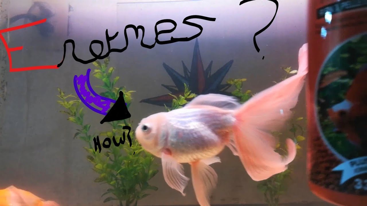 Como lograr que tus peces crezcan enormes!! - (Consejos) - Acuarios peces