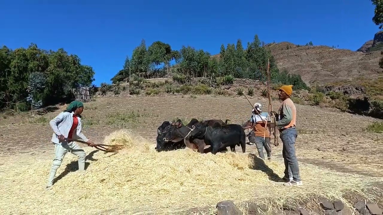 ትዝታ ያለባችሁ 