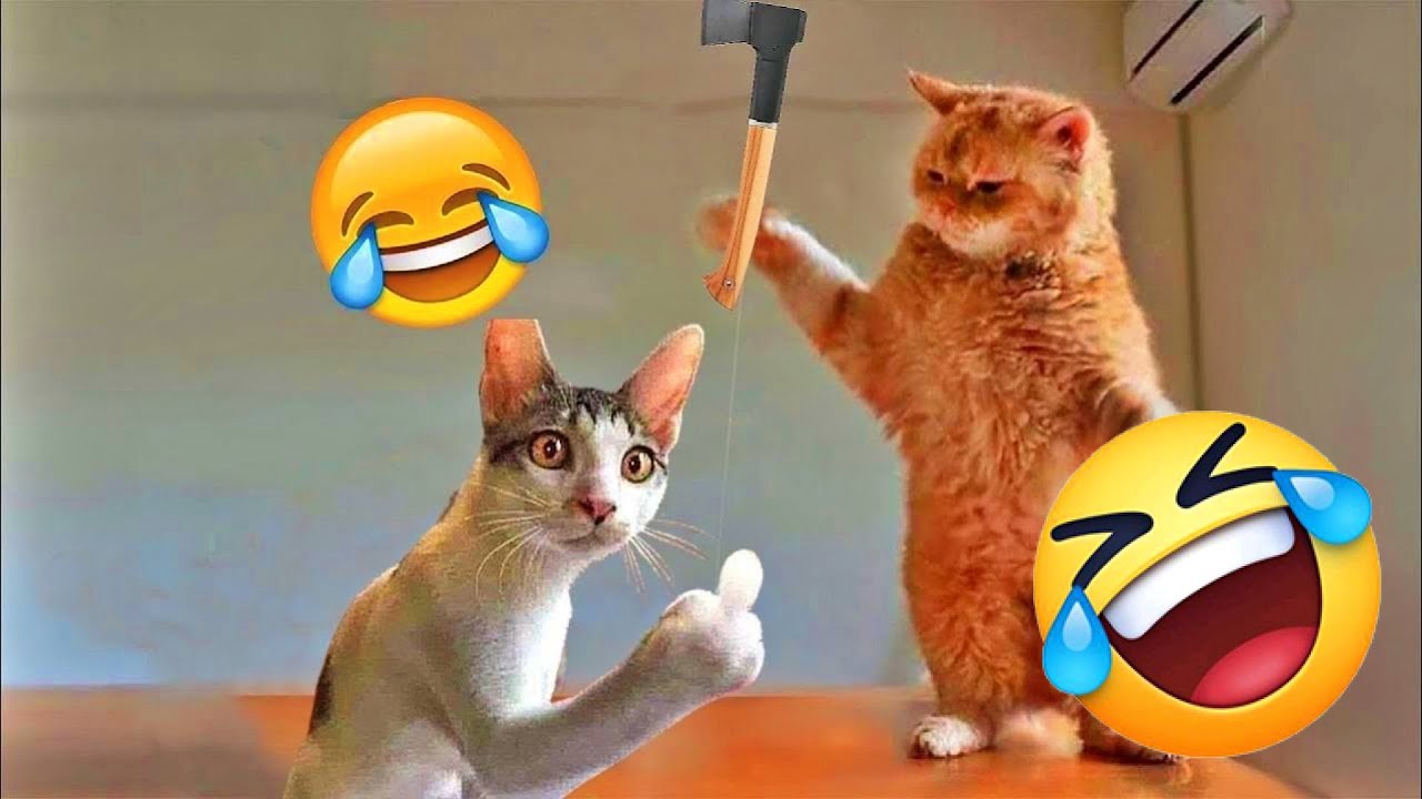 You Laugh You Lose😜Funniest Dogs and Cats 2026😿🐶