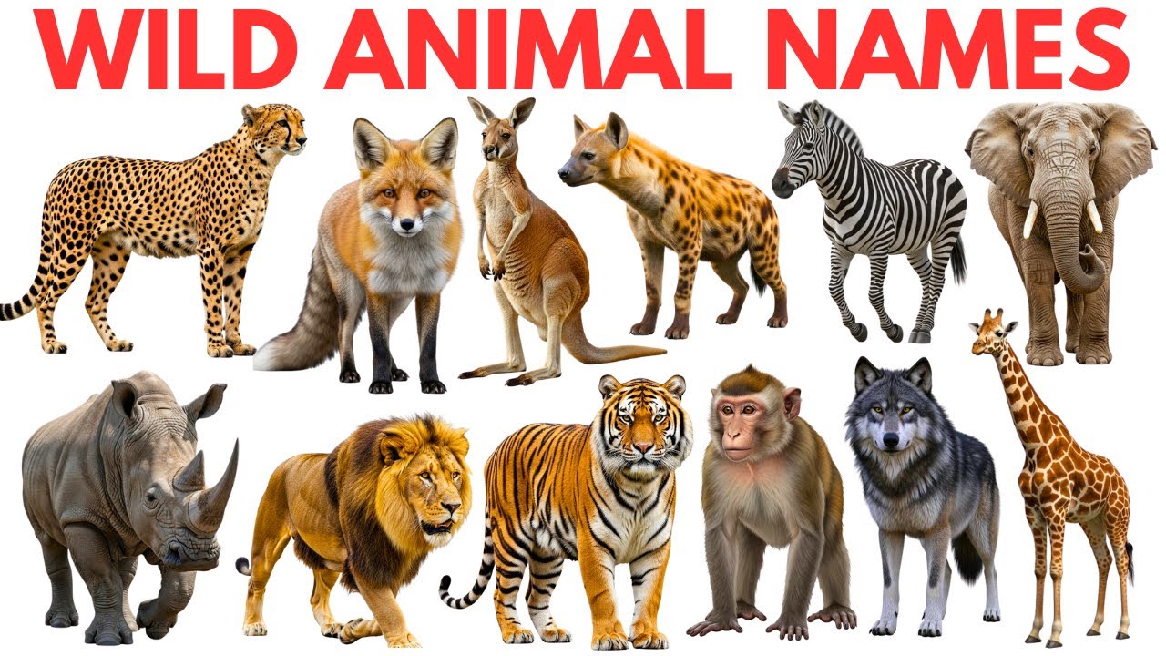Wild Animals Name | Learn Animals for Kids | Wild Animals Learning Video for Kids| Educational Video