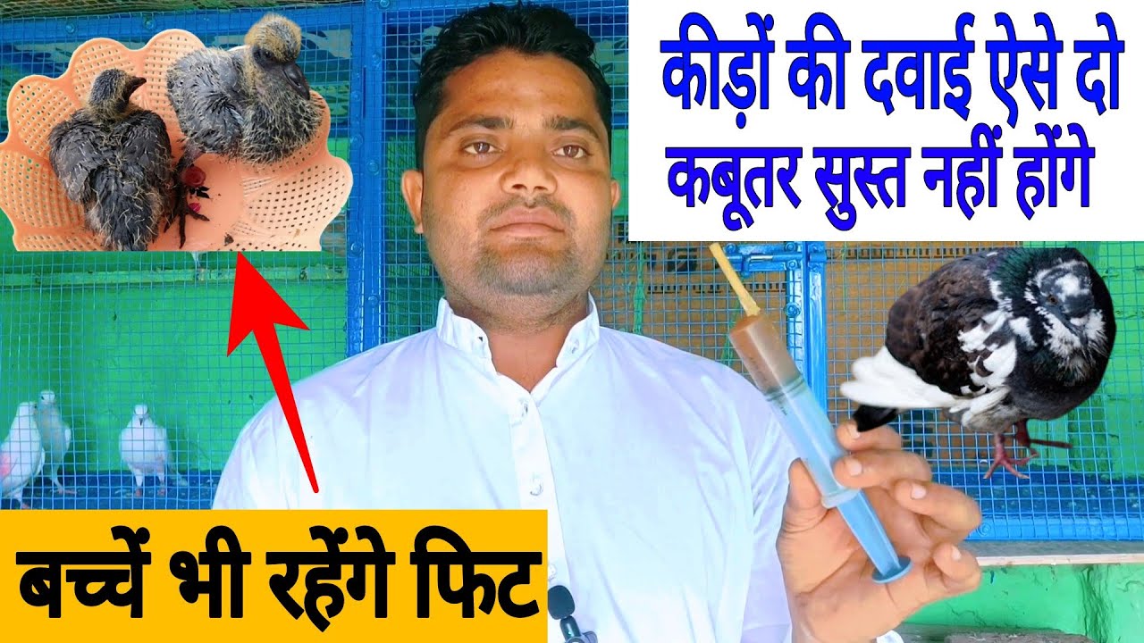 Deworming in pigeon।। Kabutar ke pet kide nikalne ka sahi tarika ।।कबूतर की डिवार्मिंग कैसे करे। ।
