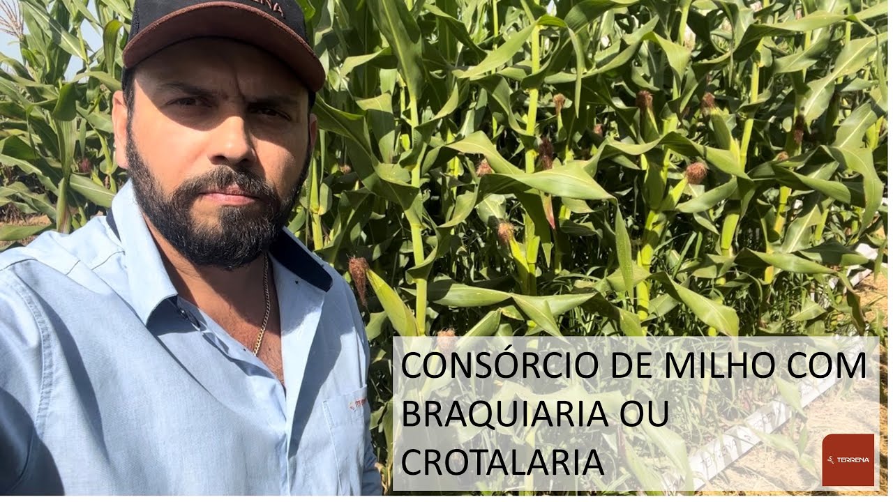 Consórcio milho/braquiaria e milho/crotalarias