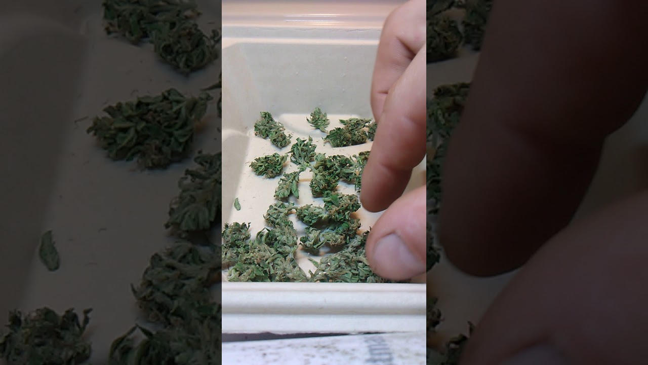 Newly developed strain BLUES CLUES (GRANDDADDY PURPLE &times; BLUE DREAM )