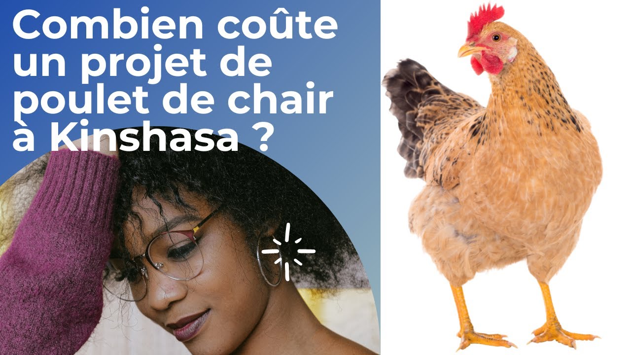Combien faut-il  pour un projet d'élevage de poulet de chair à Kinshasa ? Devis complet.