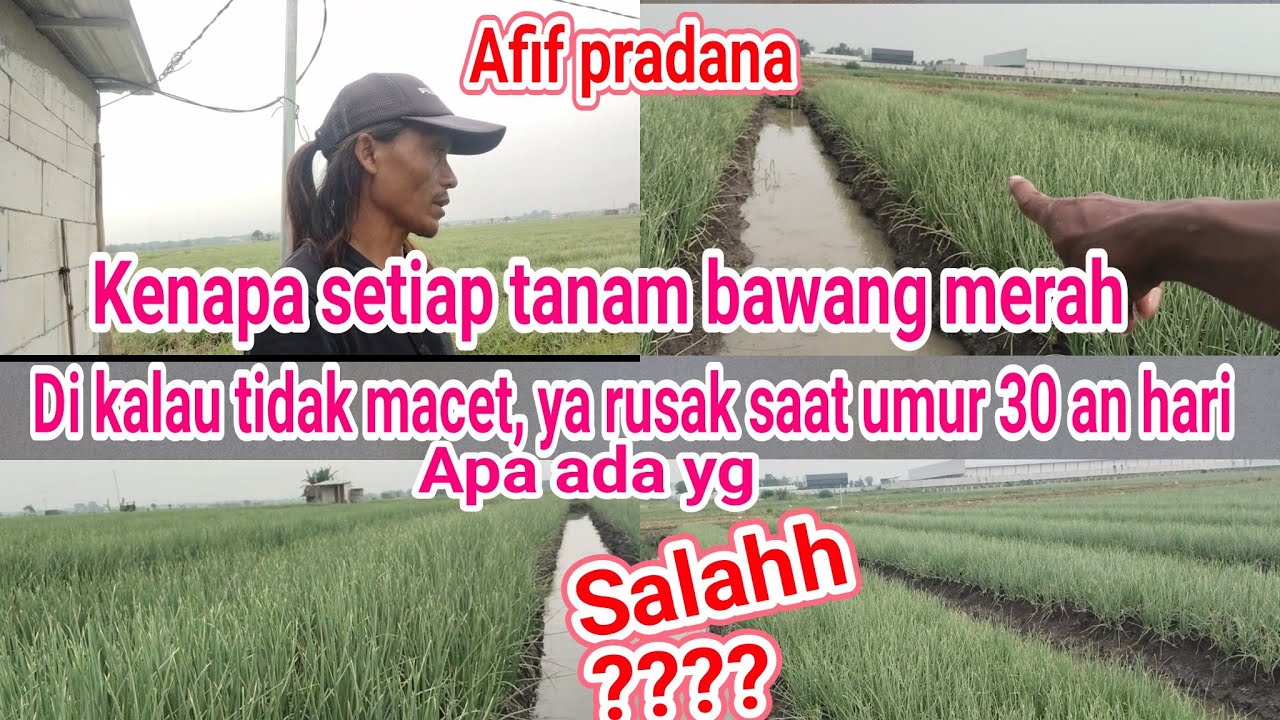 Tutorial tanam bawang merah, varietas thailand umur 36 hari dan 25 hari di cuaca ekstrim