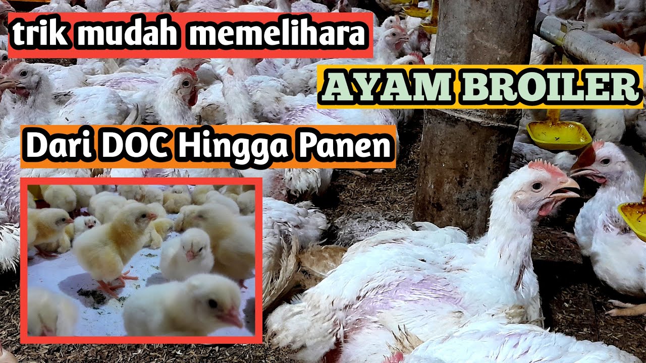 29 1  Trik Mudah Memelihara Ayam Broiler dari DOC hingga Panen