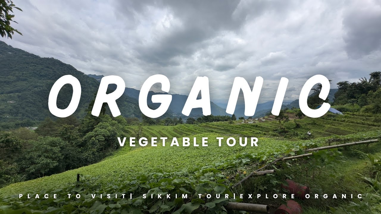 Organic vegetable farming//PHOTOSHOOT & IN SUDDEN RAIN