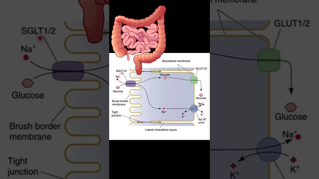 Cómo funciona el Receptor SGLT Glucosa