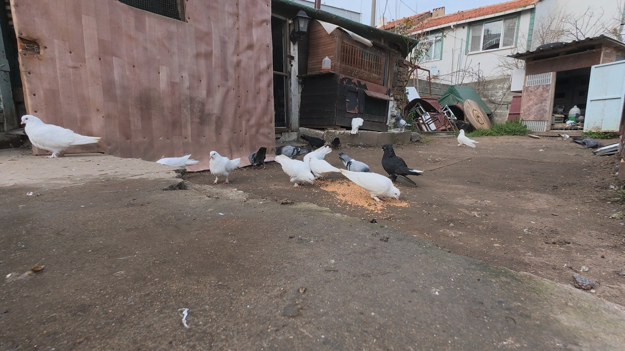 White Pigeons Gathering to Eat & Find Mates 🕊️ | Feeding, Cooing and Courtship in the Pigeon Loft