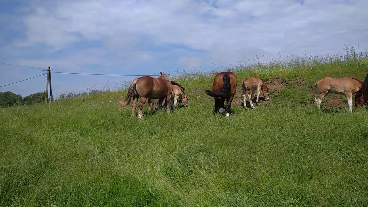 Klacze sztumskie na Mazurach /Hodowla Koni Zimnokrwistych Borowski Las/