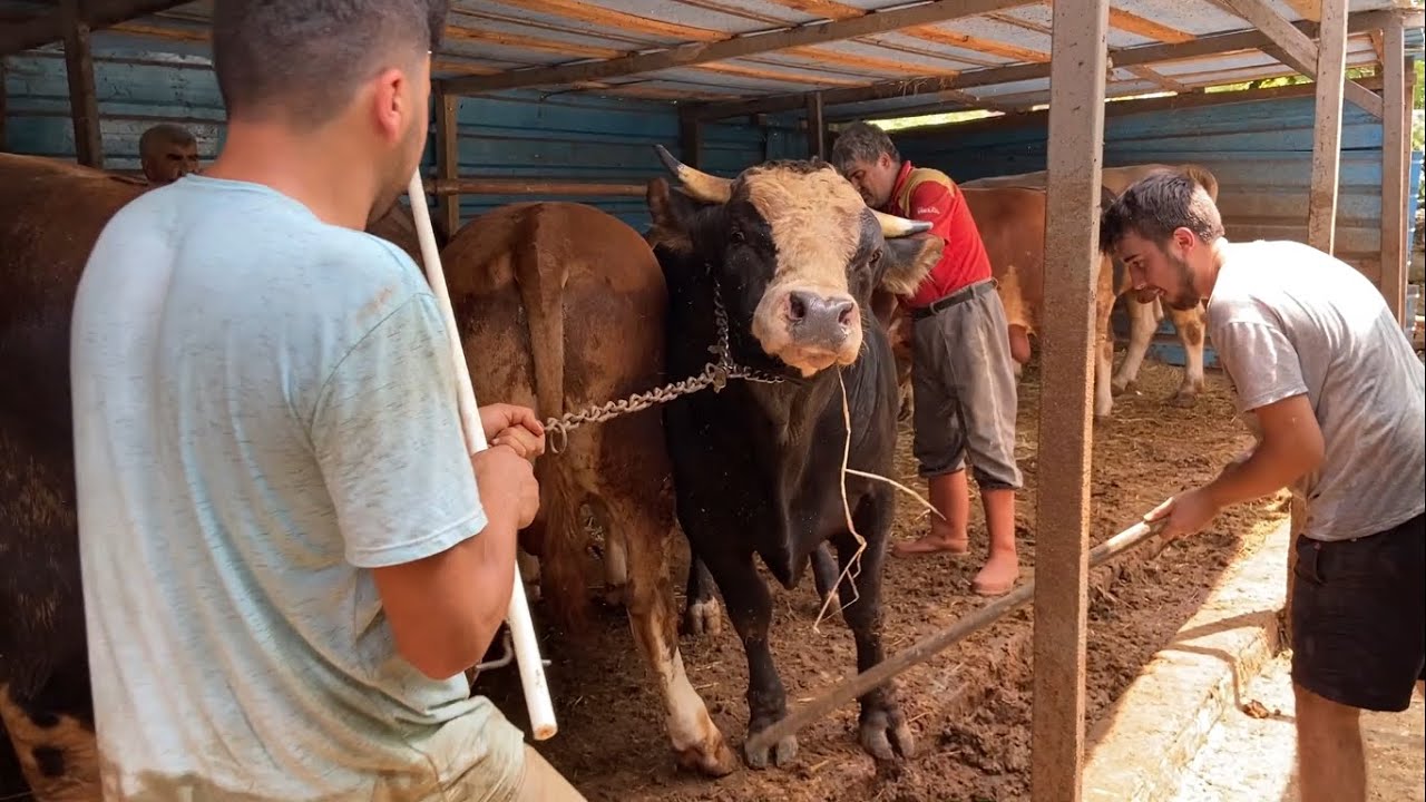 KURBANLIKLARI KESİM SIRASINA HAZIRLIYORUZ 2021