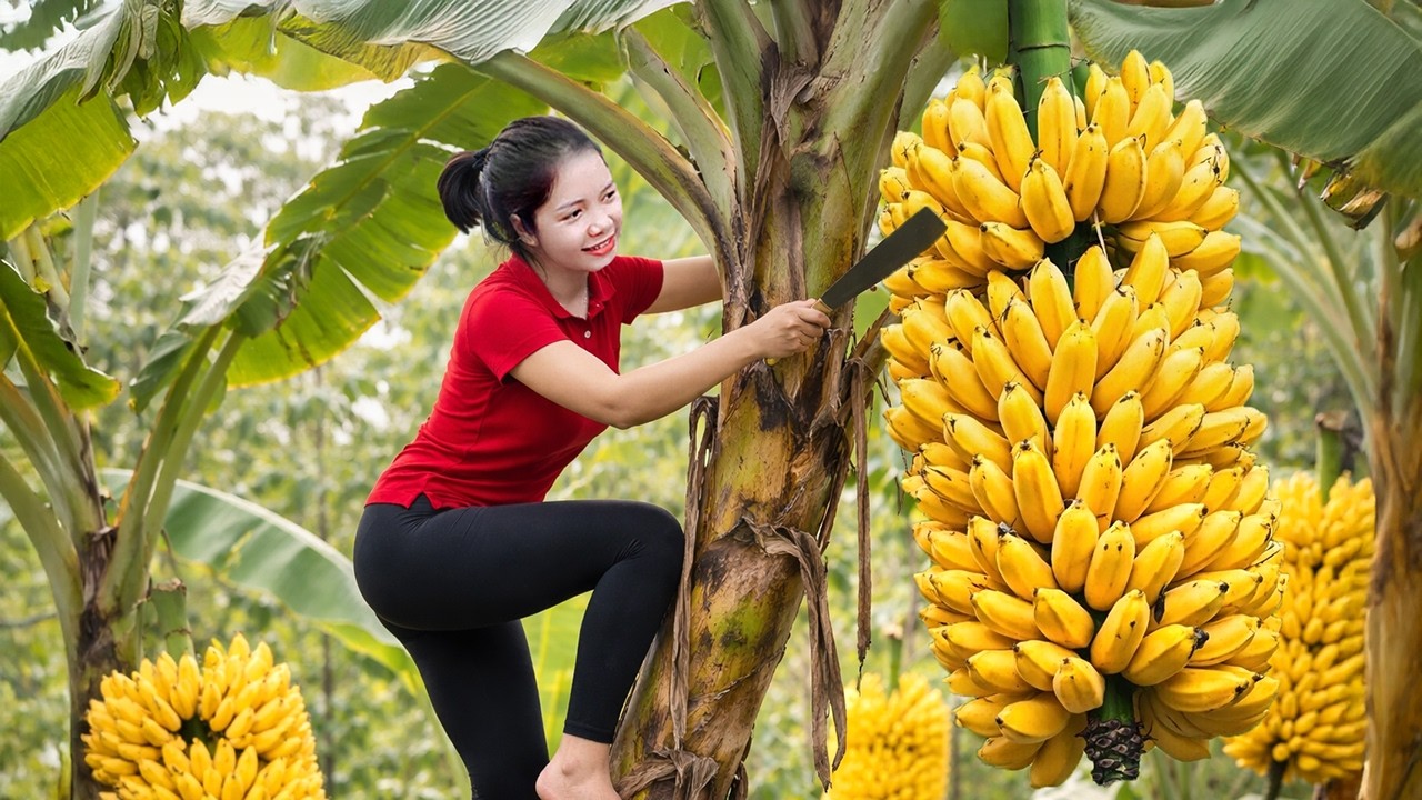 Harvesting 1000+ Giant Royal Bananas In Zagros Mountains GoTo Market Sell, Making Cakes From Fruit