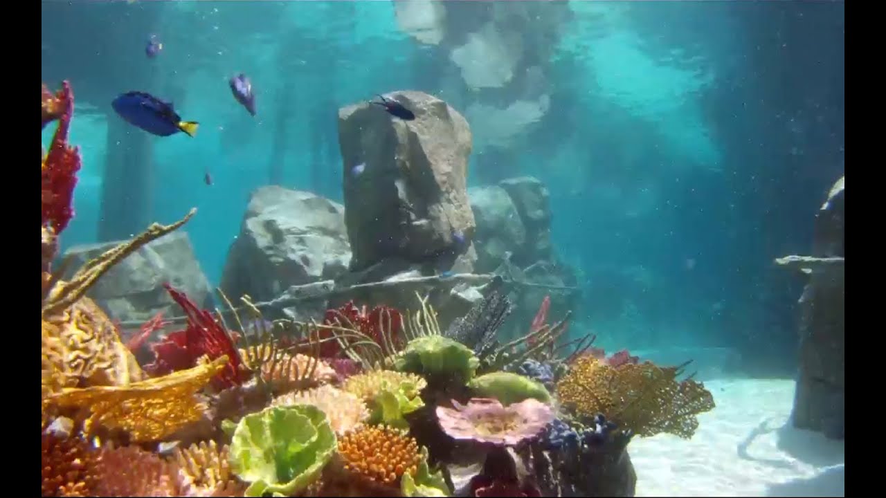7 Facts About The Grand Reef At Discovery Cove