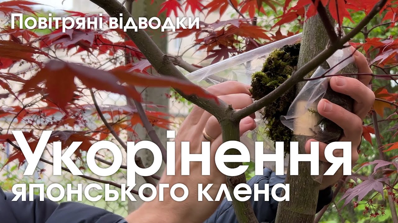 Розмноження японського клена повітряними відводками Acer Palmatum bloodgood