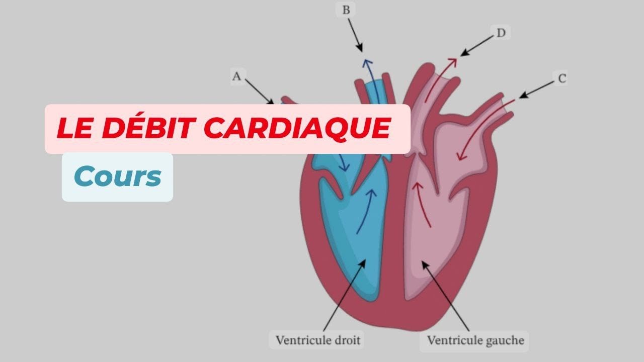 LE DEBIT CARDIAQUE