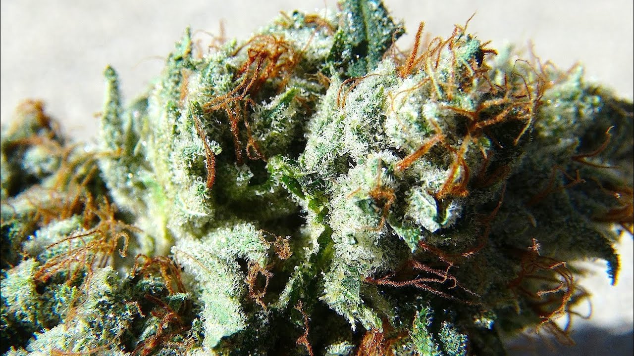 Strain Review: OG Kush