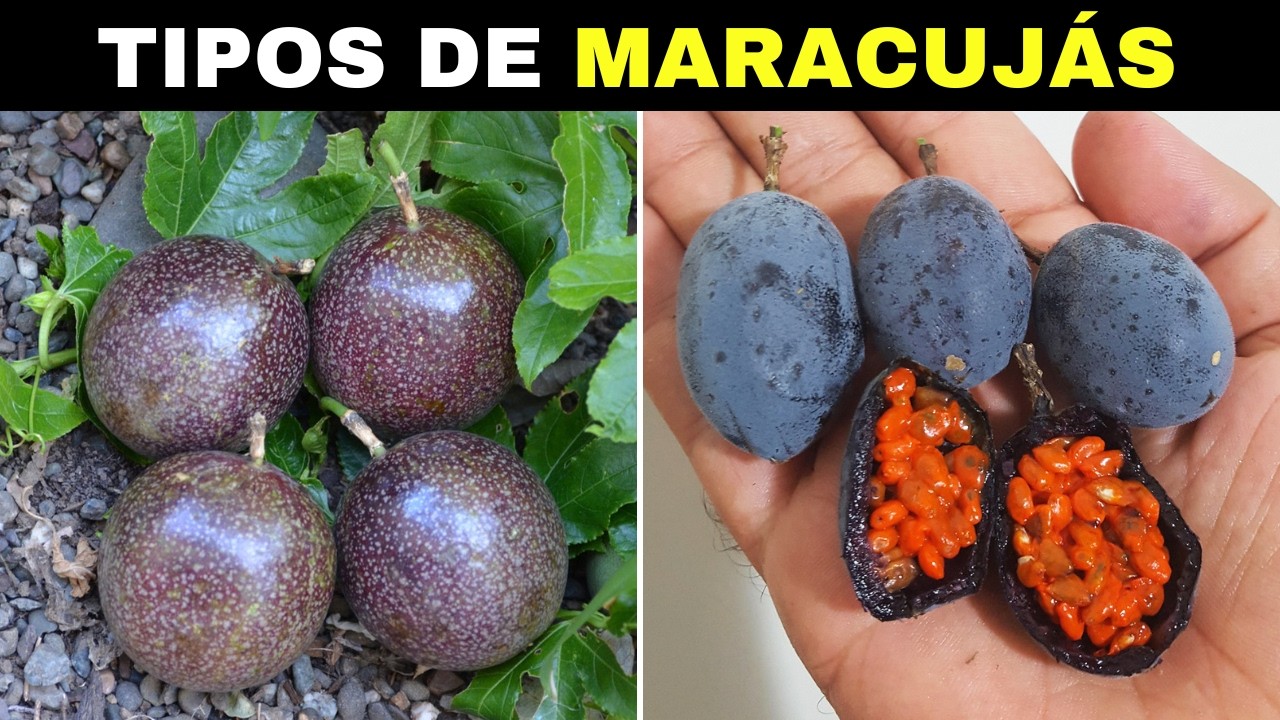 10 Tipos de MARACUJÁS Mais Diferentes e CURIOSOS Que Você Não Vai Acreditar Que Existem