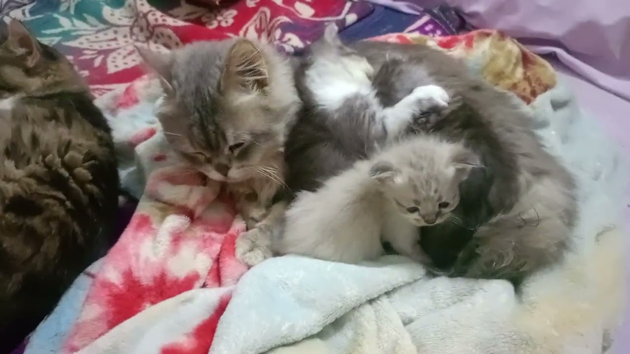 قاعد وسطهم وفي حضنه البنات😾🐈🐈🐈🐈#قطط رباب المرشدي 