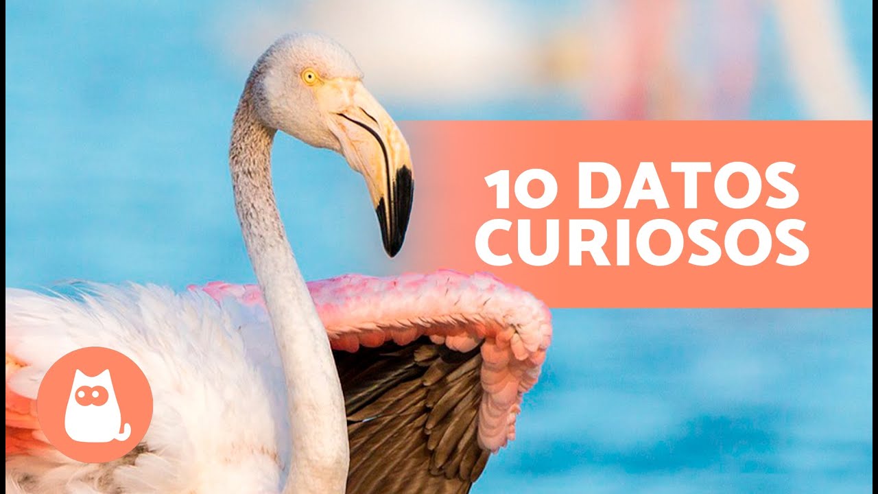 10 CURIOSIDADES sobre los FLAMENCOS que te sorprenderán 🦩😯