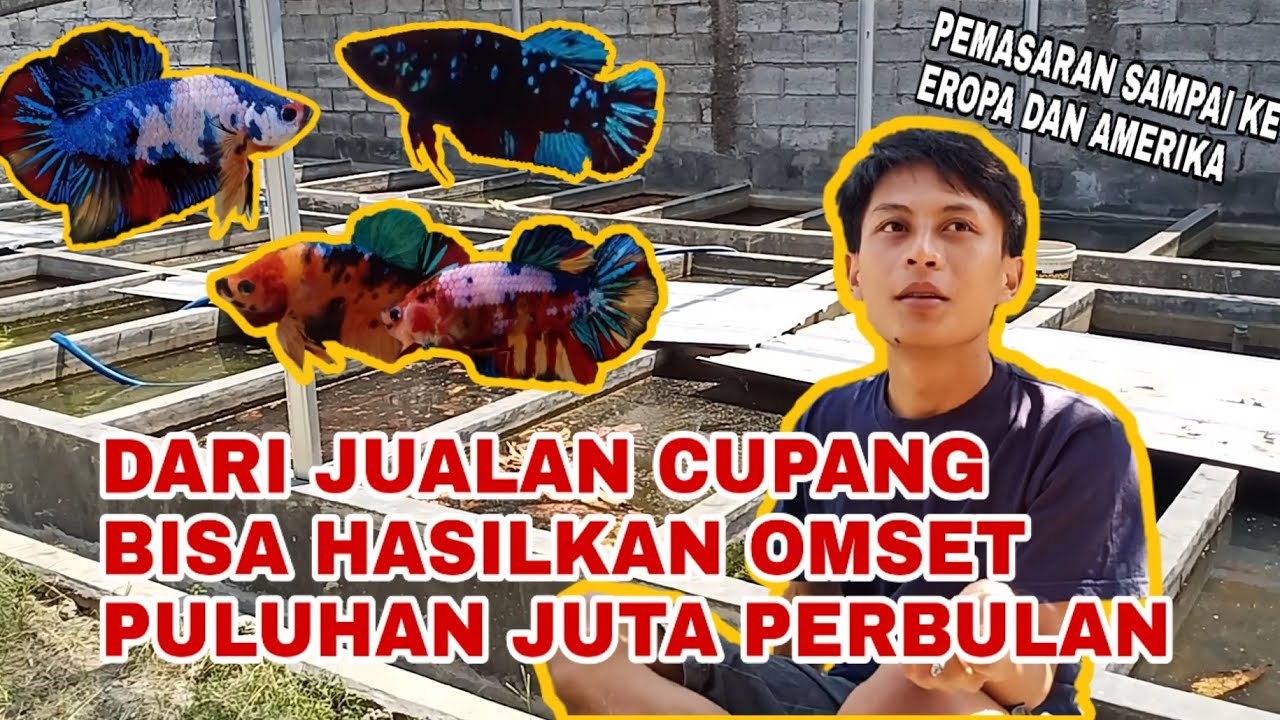 Sukses Budidaya IKAN CUPANG Hingga Tembus Pasar Mancanegara #cangbincang