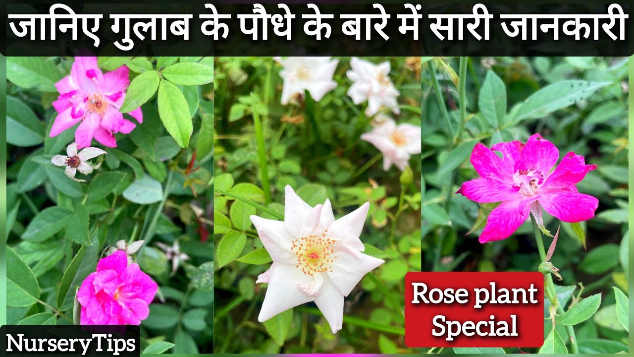 जानिए फ्लोरा गुलाब के बारे में सारी जानकारी और जाने कैसे पाएं ज्यादा से ज्यादा फूल | NurseryTips |