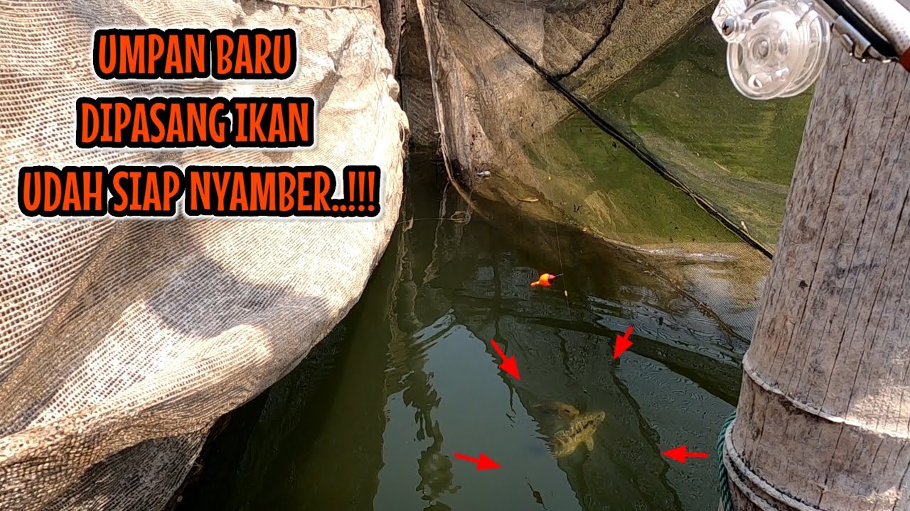 GAK BANYAK ORANG TAU SPOT INI‼️CEPITAN KERAMBA JADI SARANG IKAN | mancing ikan red devil NAHOL MANIA