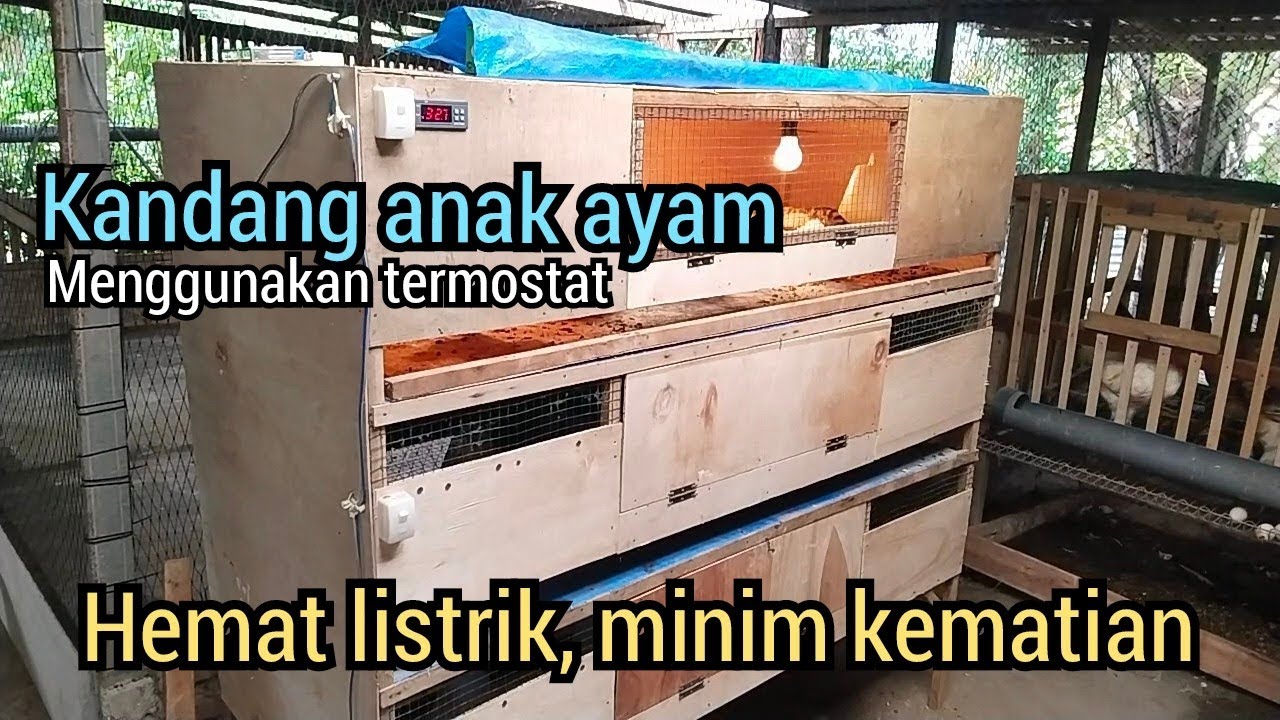 Membuat Kandang Anak Ayam Minimalis Modern. Kapasitas 100 ekor Sampai Usia 1 Bulan