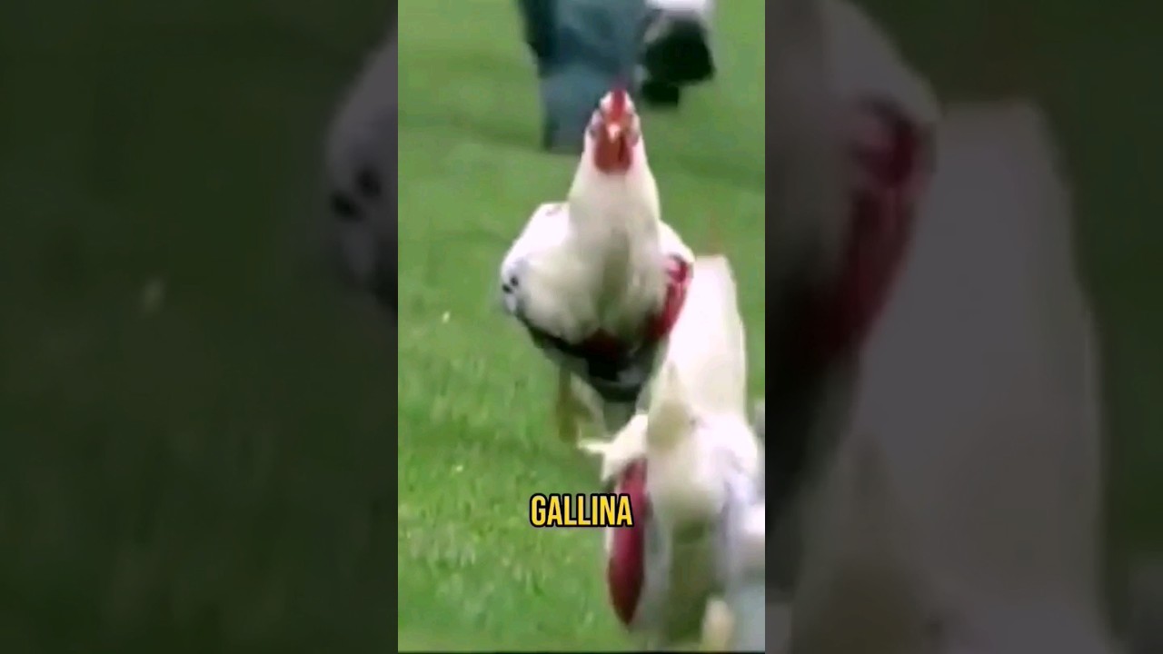 &iquest;Porque le dicen GALLINAS a los HINCHAS de RIVER PLATE?