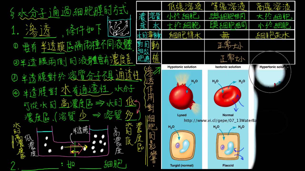 1-3觀念06滲透作用對細胞的影響