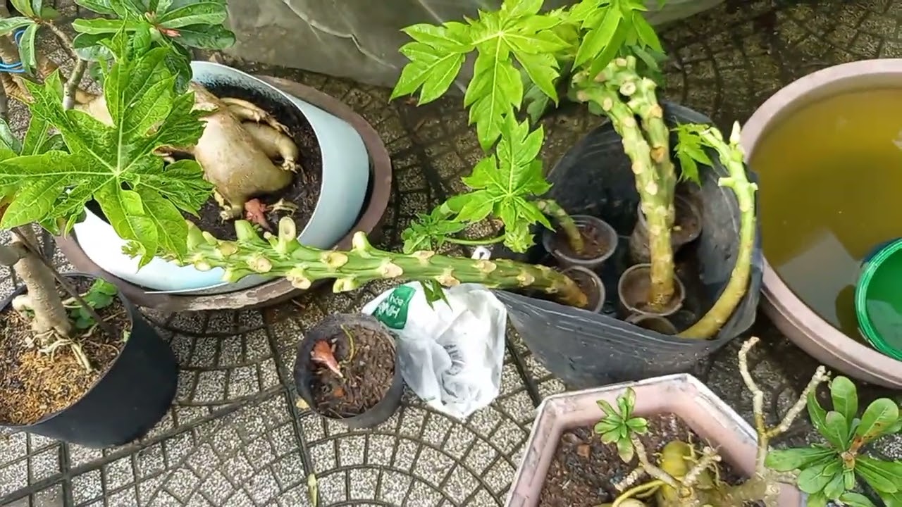Tập 156 Cây đu đủ chiếc nhánh trồng chổ mới