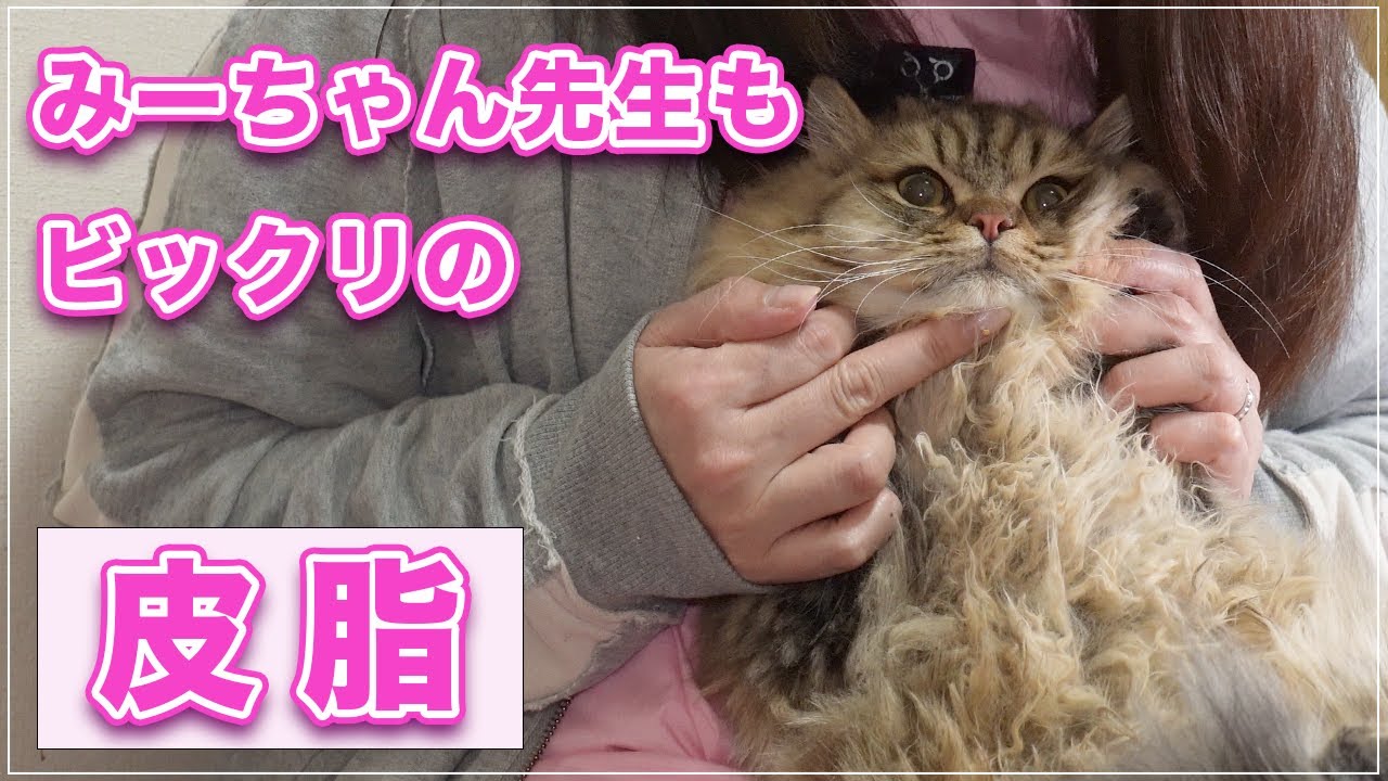 【ベルちゃん】まだ７ヶ月なのにみーちゃん先生もビックリする皮脂を持っていたベルちゃん【ミヌエット】
