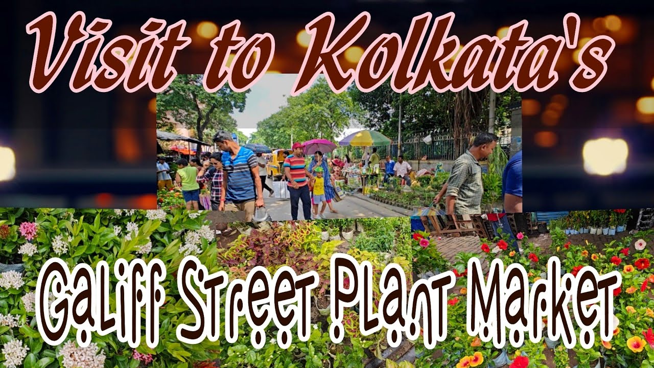 Visit to Kolkata's Galiff Street Market. Every kind of Plants and Gardening materials are available