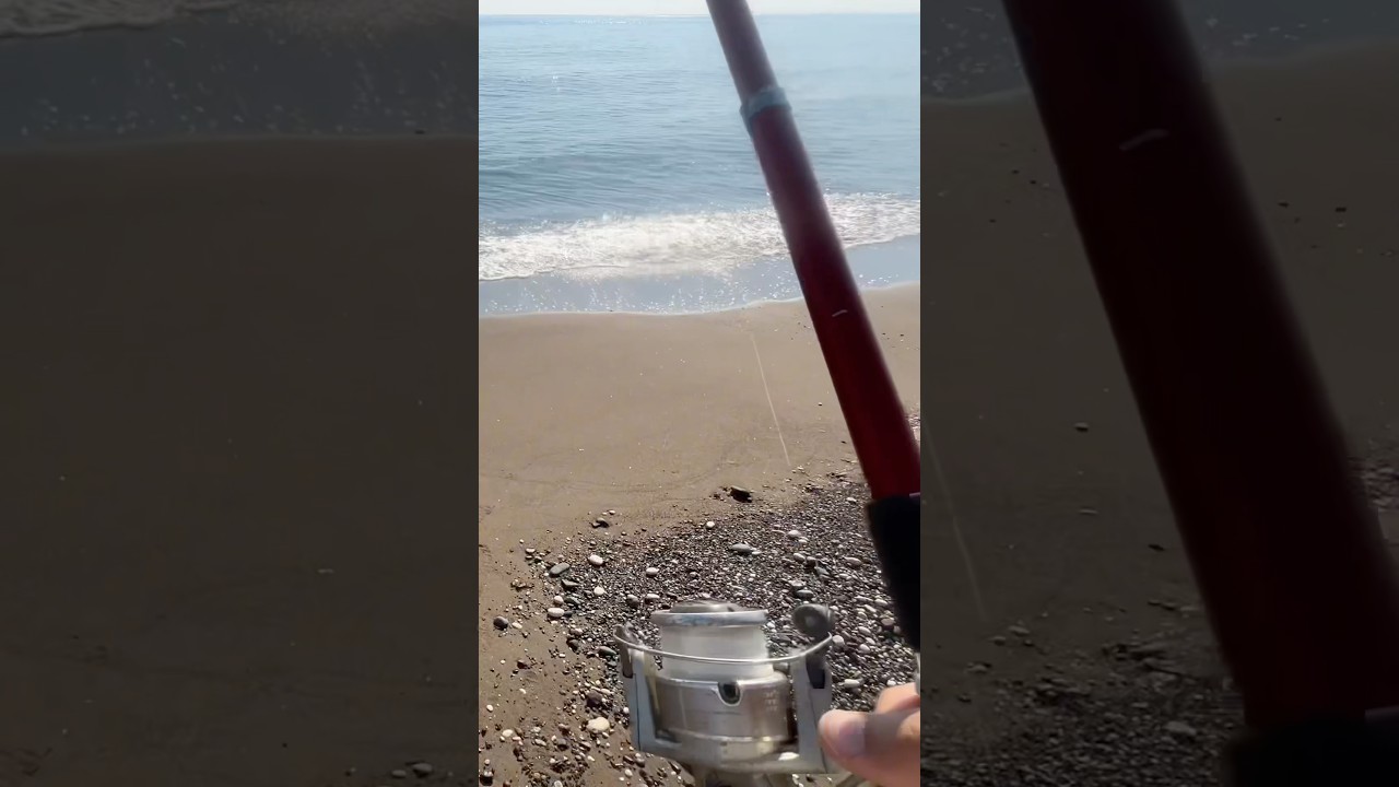 Olta ile Kıyıdan Kova Dolusu Balık Aldık / Kıyıdan efsane Lokum balığı avı #shotrs #fishing #camp