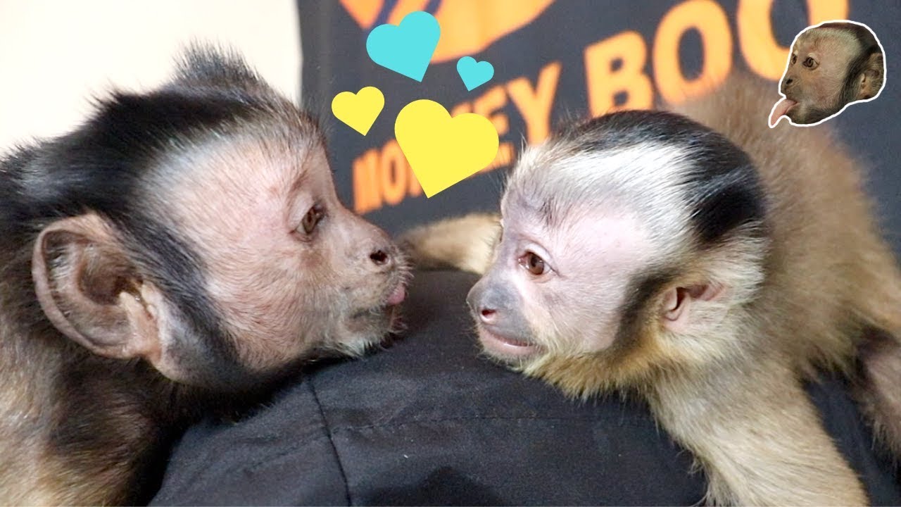 Capuchin Monkey Sunday Funday! (CUTE)