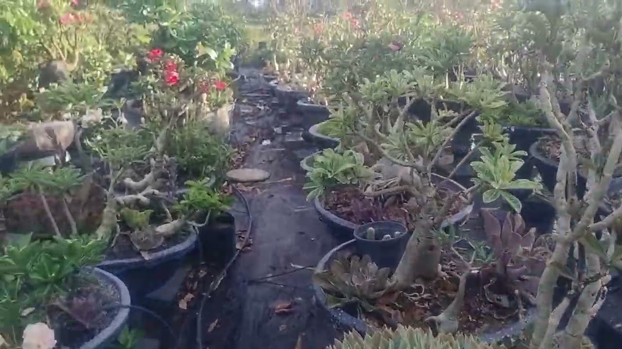 Uma voltinha no paraíso das rosas do deserto