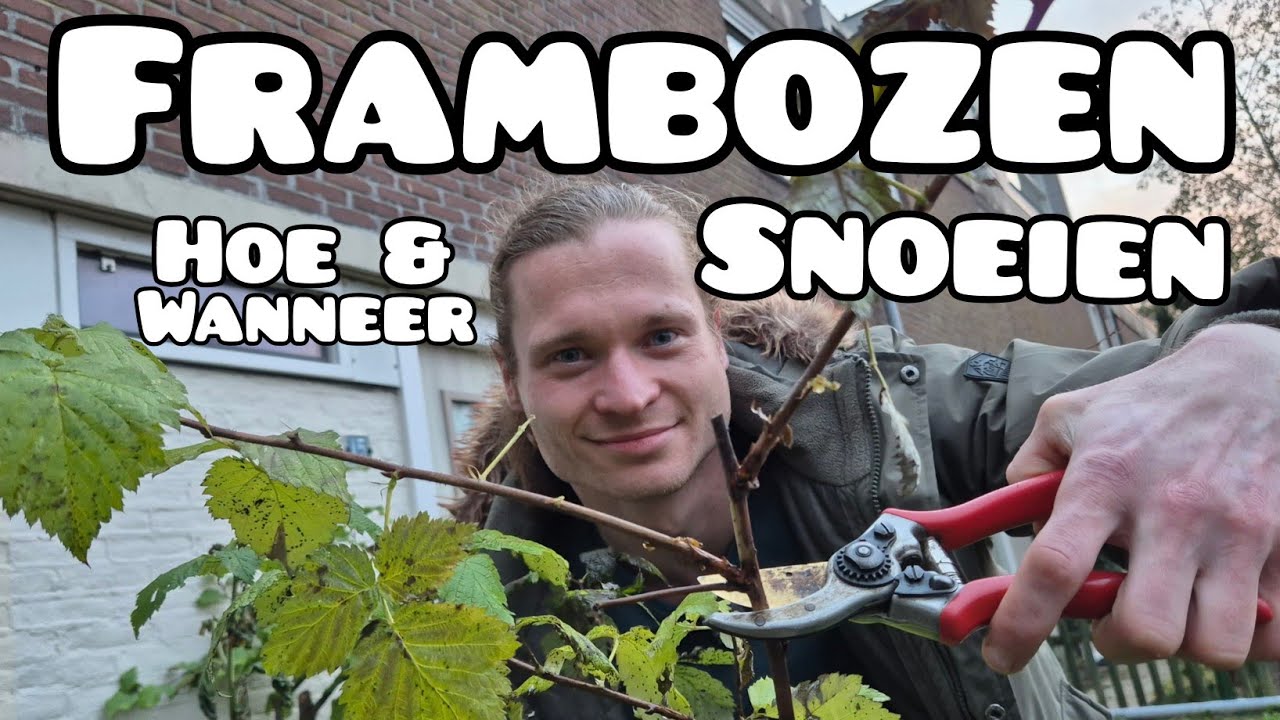 Frambozen Snoeien - Wanneer en Hoe?