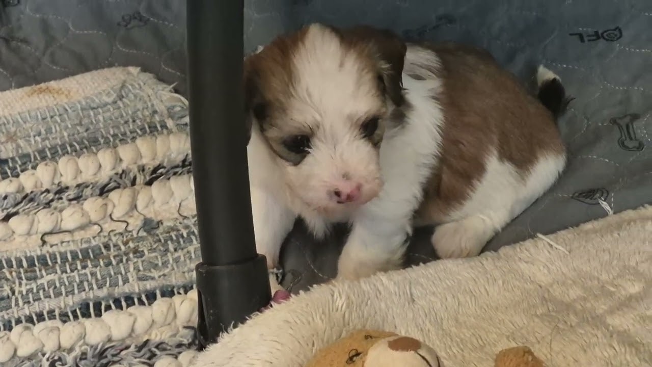 Highborn 4 week old