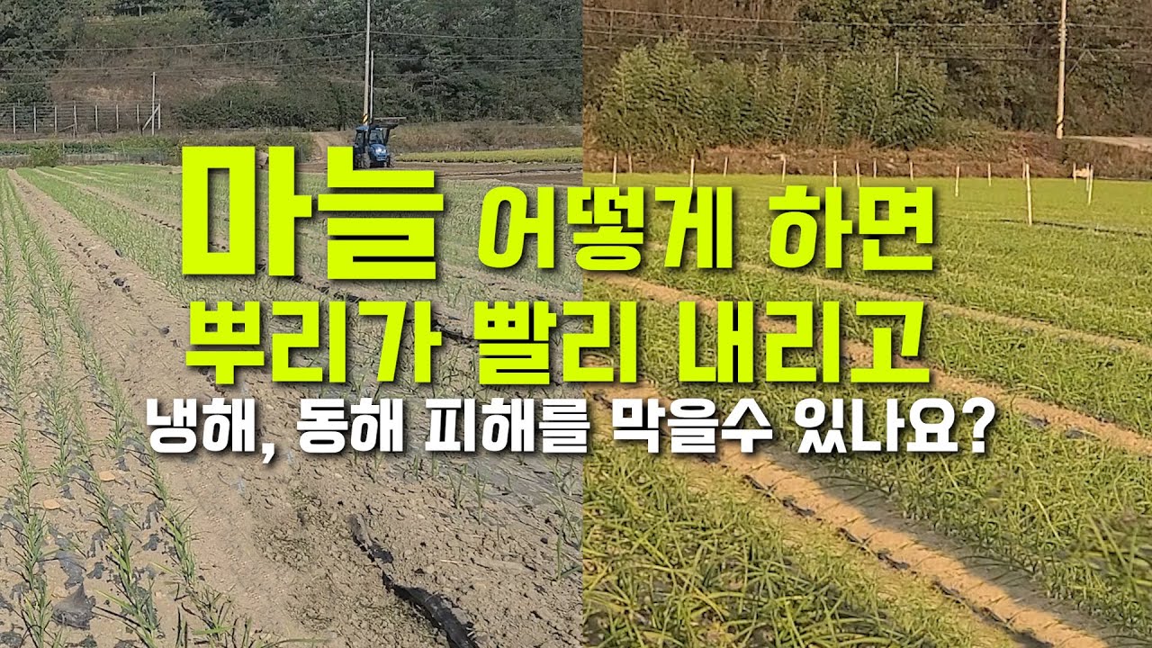 마늘 어떻게 하면 뿌리가 빨리 내리고 냉해, 동해 피해를 막을수 있나요?