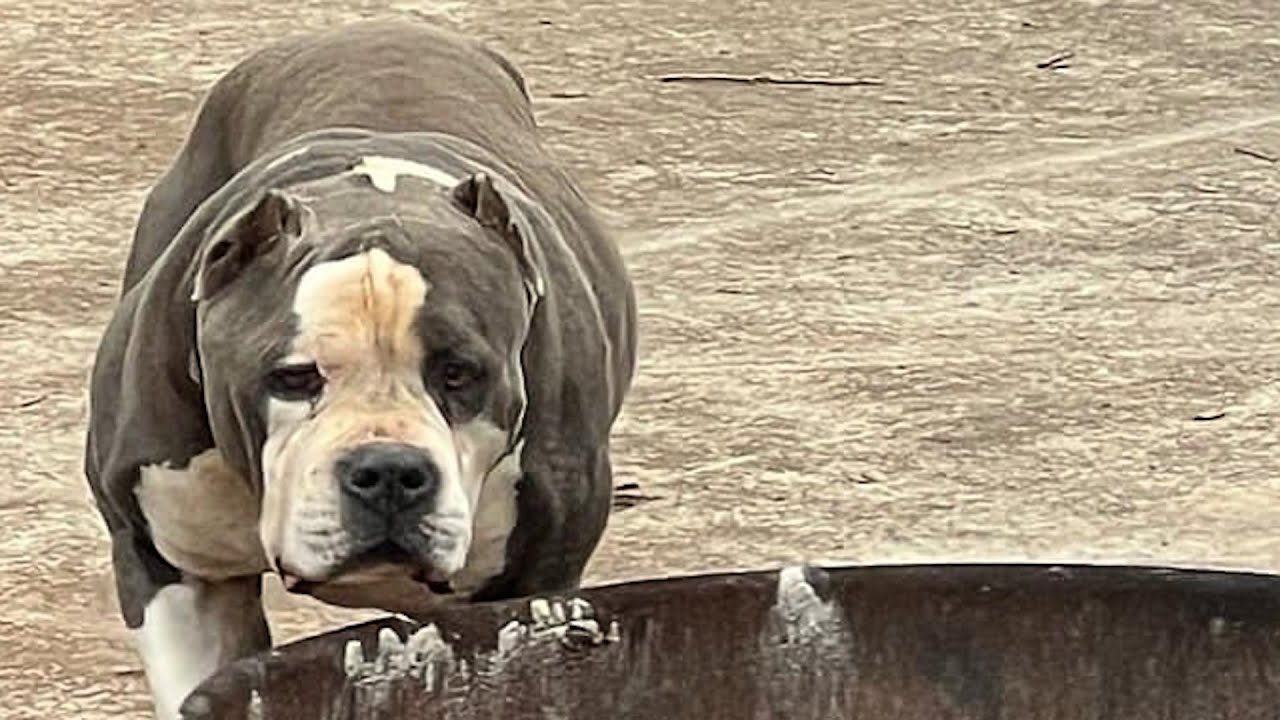 I took home terrified shelter dog. Here's what happened.