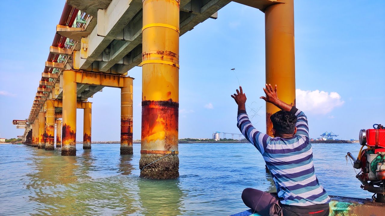 உயிர் இறால் பயன்படுத்தி கொடுவா மீன் பிடிச்சாங்க | Catching Barramundi using live prawn