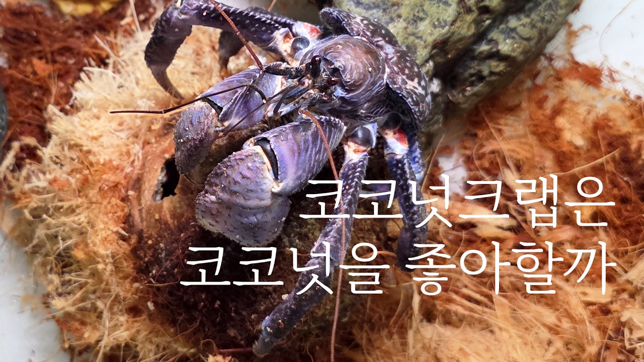 코코넛크랩은 코코넛을 정말 좋아할까? CoconutCrab