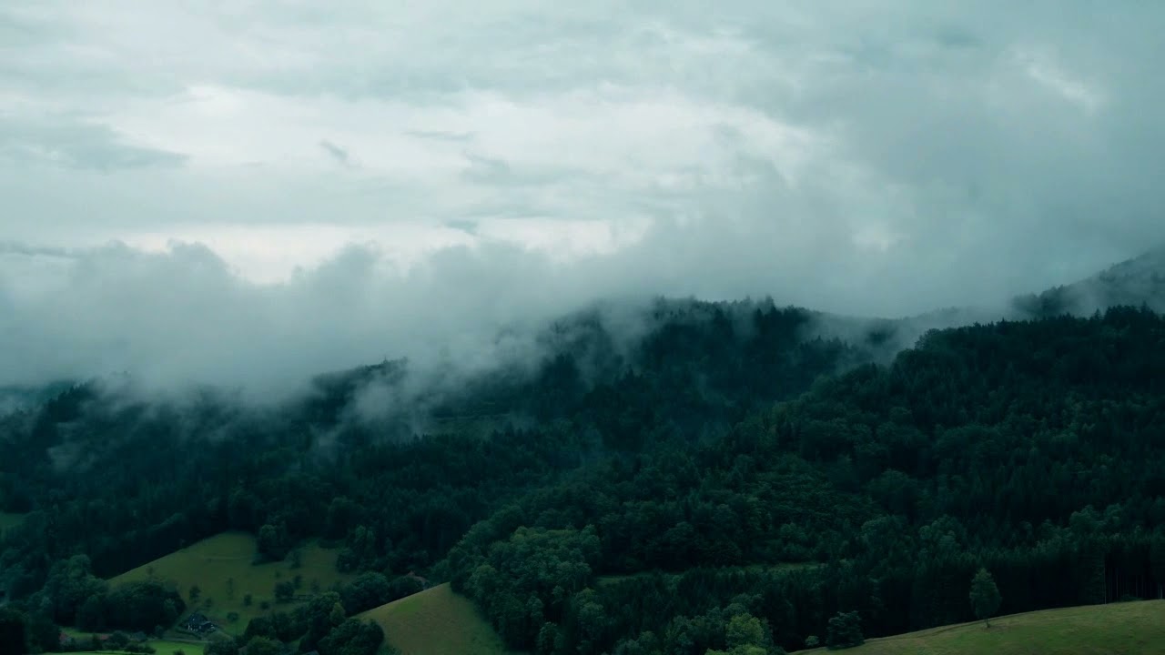 Nebelwald im Schwarzwald