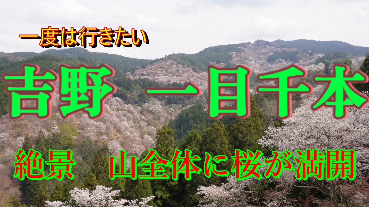 絶景 奈良吉野の桜　秘仏青の大権現様特別ご開帳