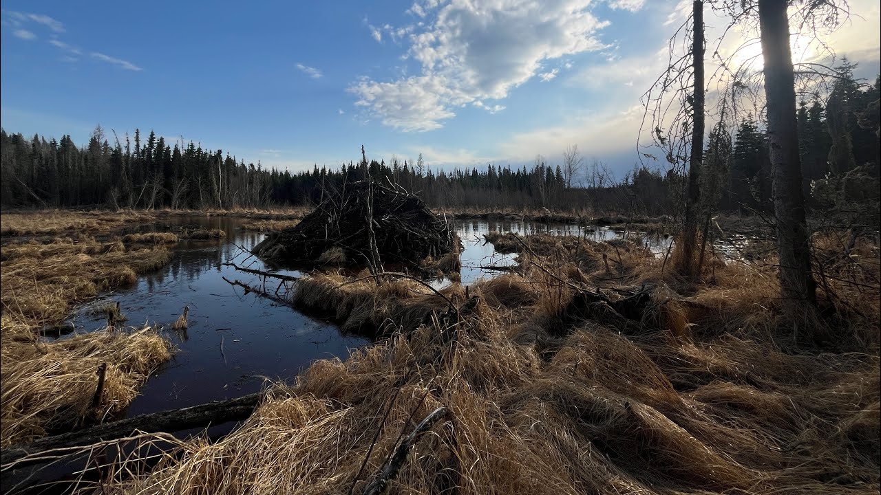 That’s a Big Beaver - Sleeping under the Stars in the Canadian Boreal